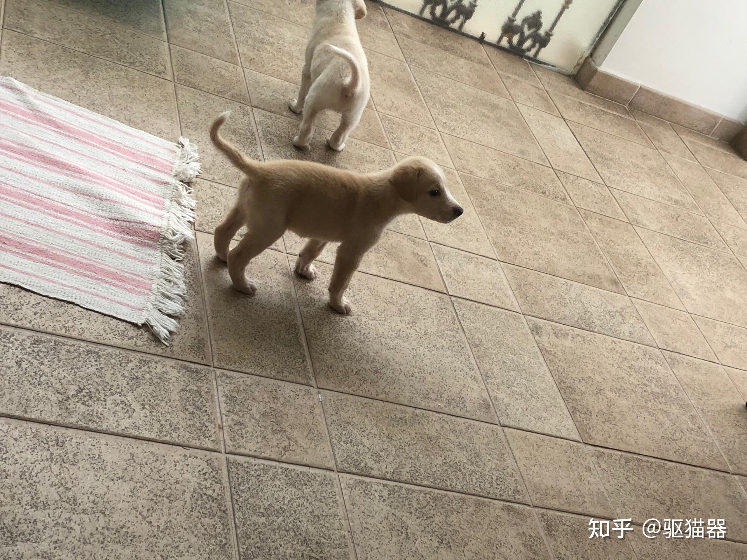北非猎犬是一种什么样的动物