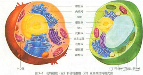 opg)> 凋亡小体的清理 凋亡小体在细胞内由吞噬细胞负责清理, 也分为