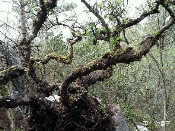 铁马鞭下山桩为何叫下山死