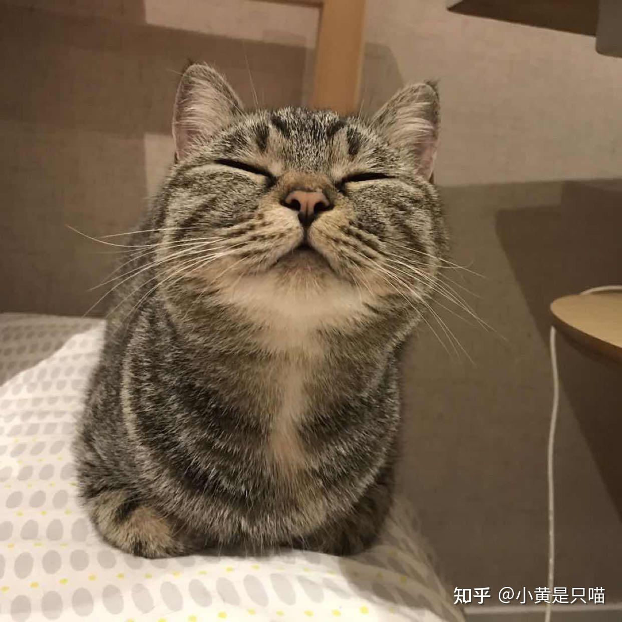 狸花猫为什么是最受欢迎的猫咪网友实在是太优秀了