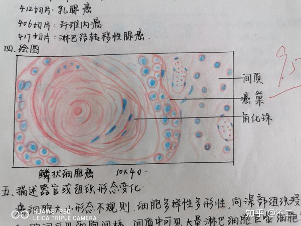 我也不大明白啥意思,是说要把细胞也画出来吗?等我下次课再问问.