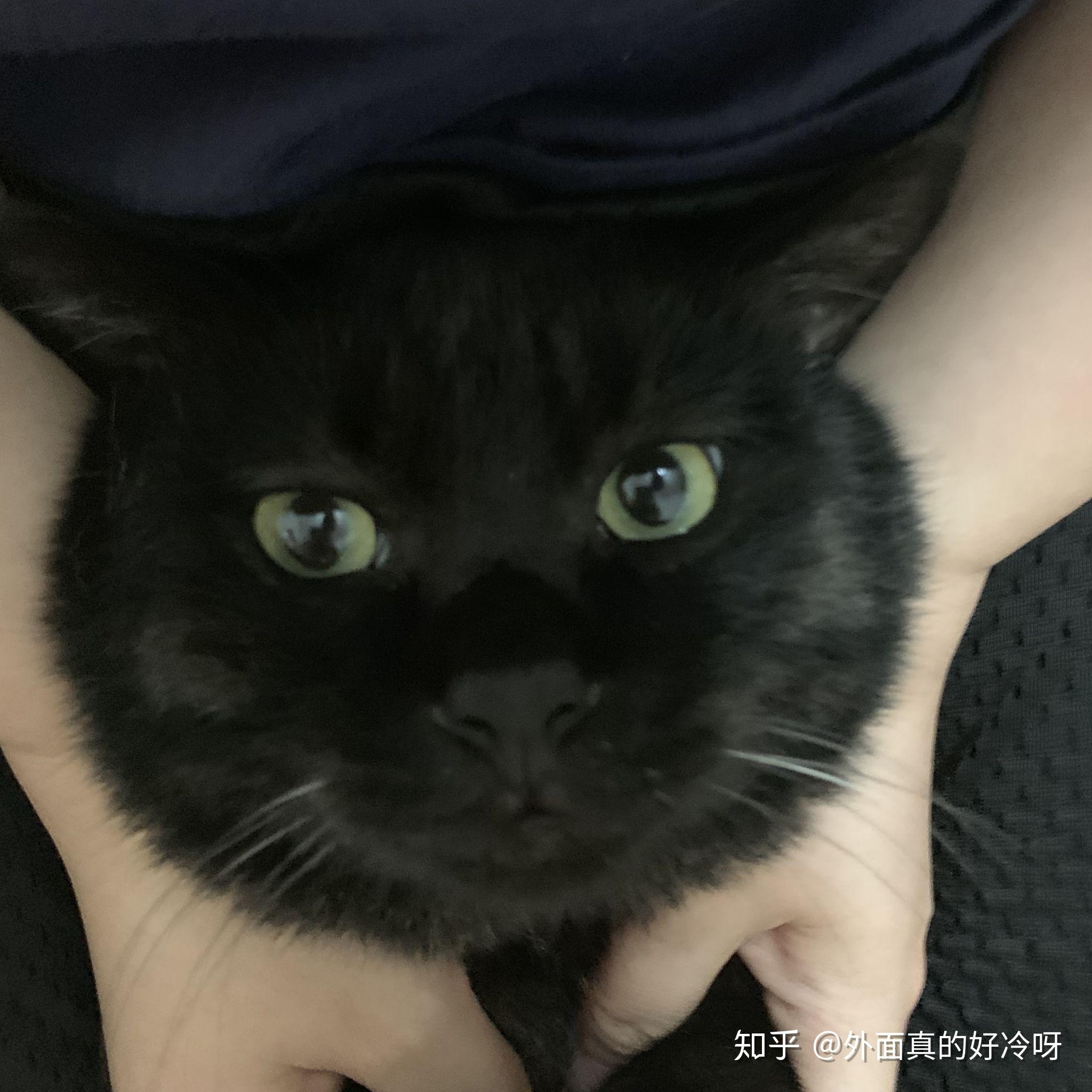 为什么黑猫眼睛都是黄的