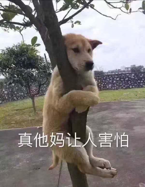 为什么有人遛狗不牵绳,狗拉在路上也不处理,还有自己家的狗对路人乱凶