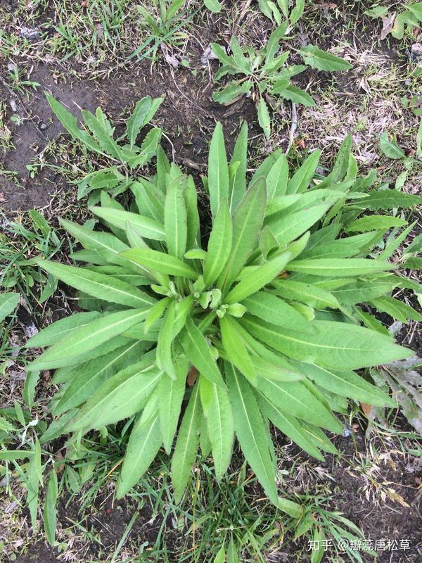 大庆野地植物71毛连菜