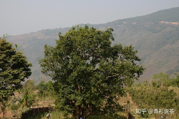邦崴,澜沧富东乡邦崴村,该村位于云南省澜沧拉祜族自治县北部,地处