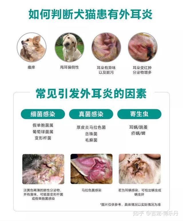 犬猫日常耳道洁护与外耳炎的辅助治疗