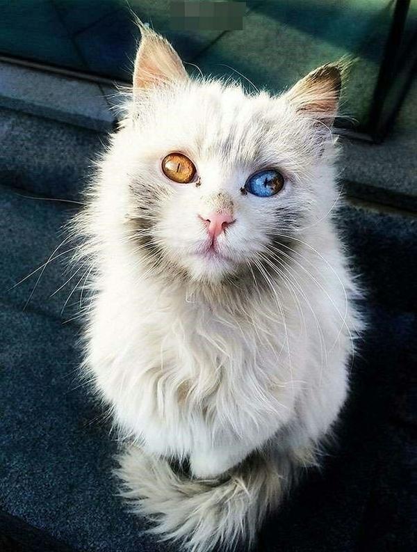 还有这只特别帅的猫王子