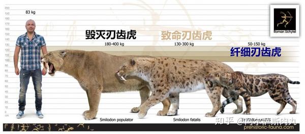 【演化谱系】:哺乳纲-真兽下纲-食肉目-猫型亚目-猫科-剑齿虎亚科