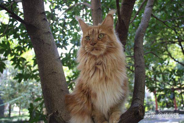 一个长在树上的缅因猫,缅因猫红虎斑