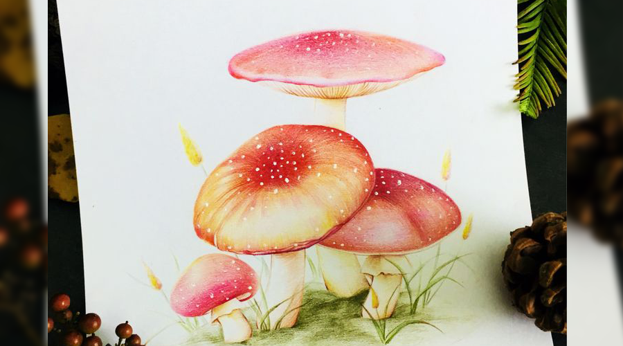 超级冷知识这颗蘑菇大有来历毒蝇伞彩铅手绘教程