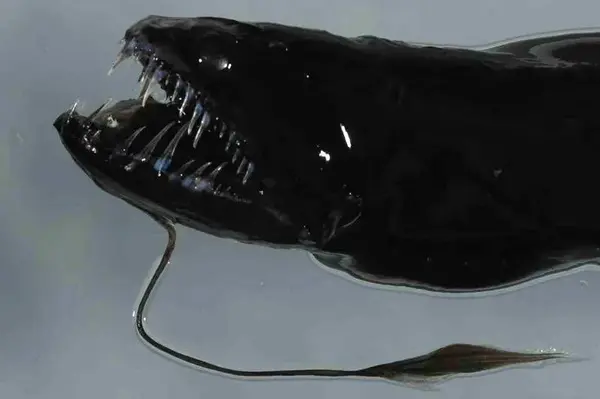 巨口鱼目stomiiformes的鱼"鱼如其名",都有着一张大嘴,如 大西洋奇棘