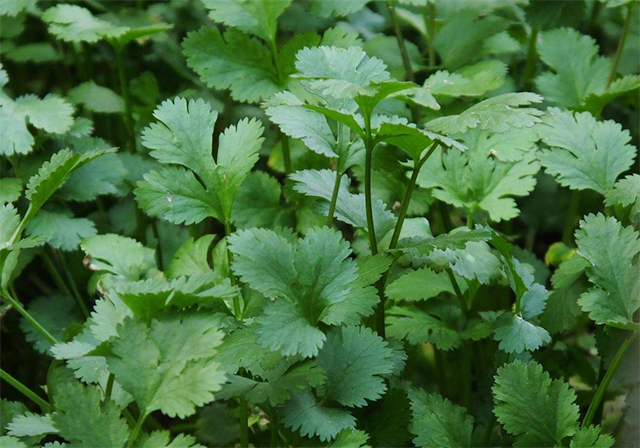 蔬菜香菜叶子发黄怎么治香菜重茬根腐用什么肥料香菜黄叶死苗预防用根