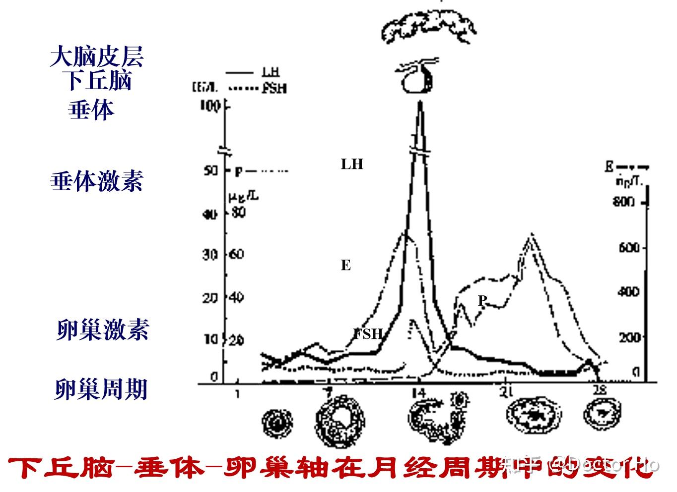 以下为重点:月经及月经期的表现卵巢功能的周期性变化规律雌,孕激素