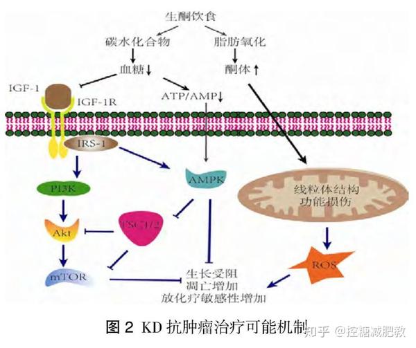 生酮饮食时升高的酮体可以通过 ros 途径或影响肿瘤细胞对氧化应激的