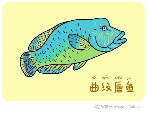 humphead wrasse         学名: cheilinus undulatus 又称 曲纹唇鱼