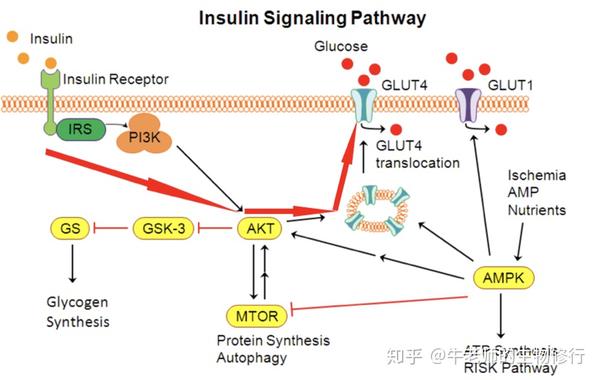 再见cellsignaling