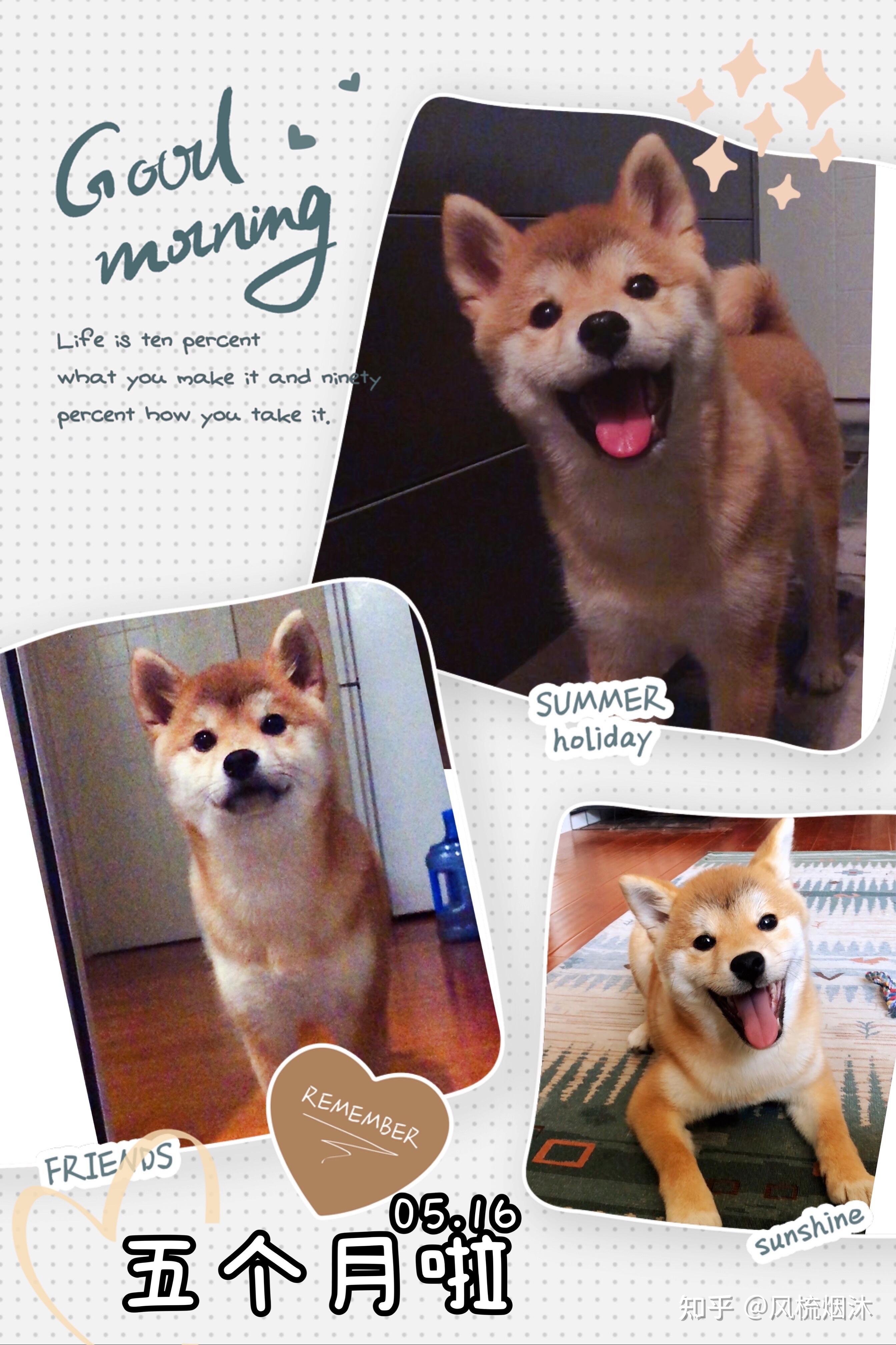 一只柴犬从小到大的变化会有多大?