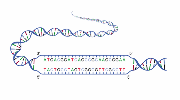 图示为包含有碱基对字母 g,a,t 和 c 的 dna 链.