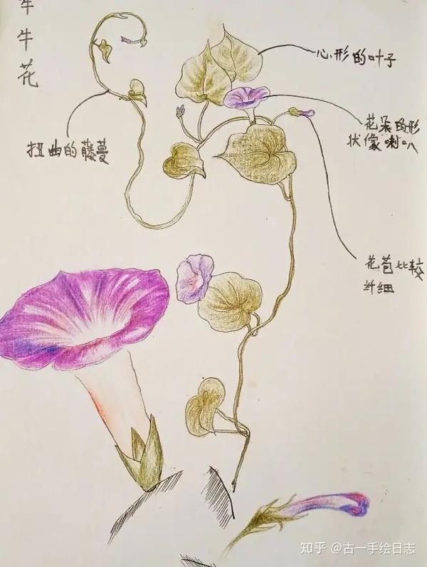 古一手绘日志——关于大自然笔记
