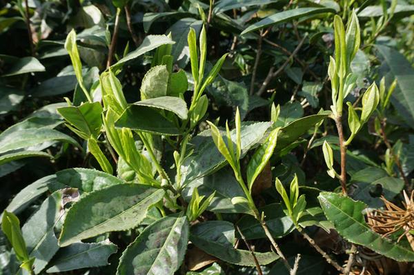 这里的茶叶品种属于野生茶,茶叶非常嫩,叶片柔软厚实