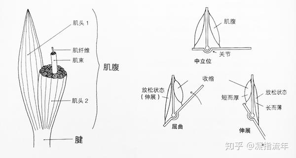 平行肌束:片状(如大菱形肌,带状(如缝匠肌,胸骨舌骨肌,腹直肌 梭形