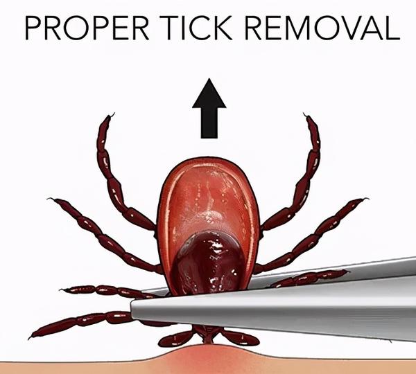狗狗在外感染了蜱虫该怎么办?