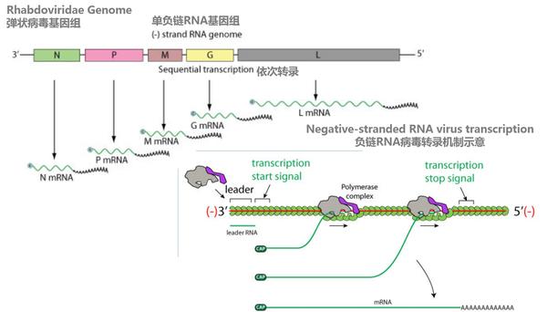 弹状病毒科,狂犬病毒属病原学