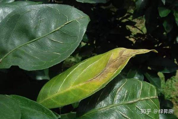 植物缺钾的症状 zhuanlan.zhihu.com
