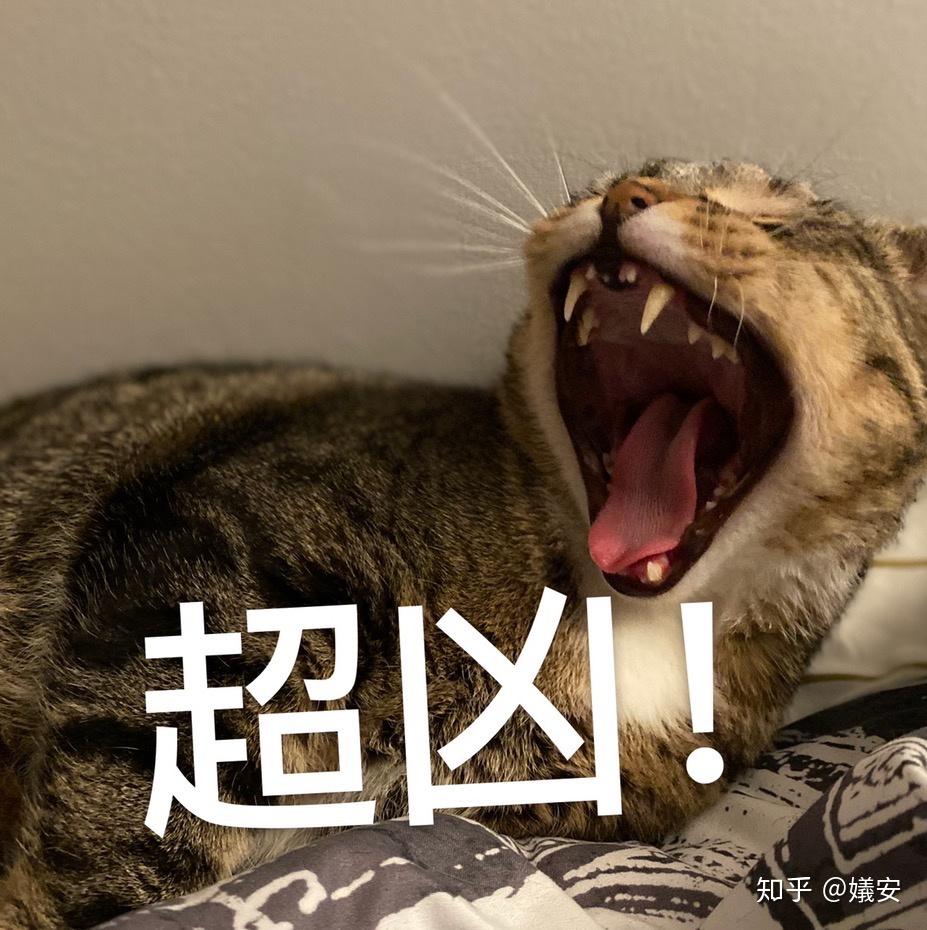 有没有哪种宠物既是萌萌哒同时也很猛猛哒