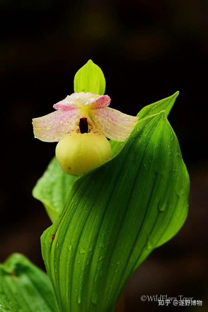 2 黄花杓兰cypripedium flavum花期5-8月;分布于海拔2300-4200米