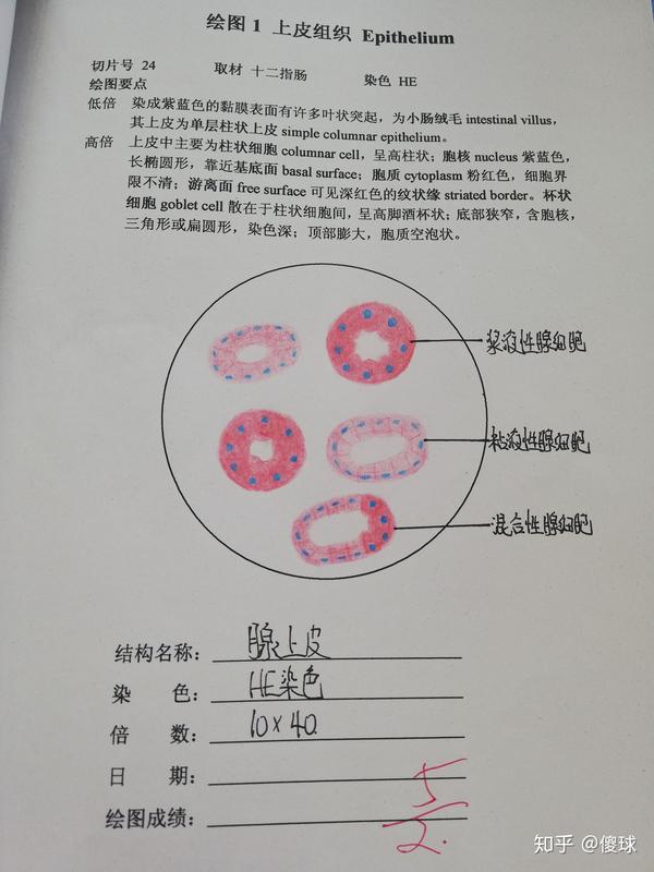 组胚红蓝铅笔手绘图