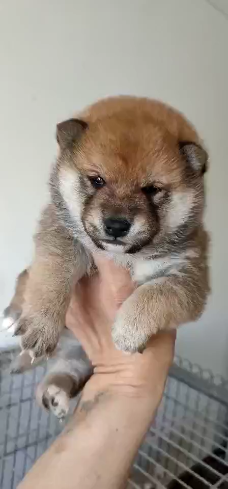 想请教一下大家这个是柴犬吗?