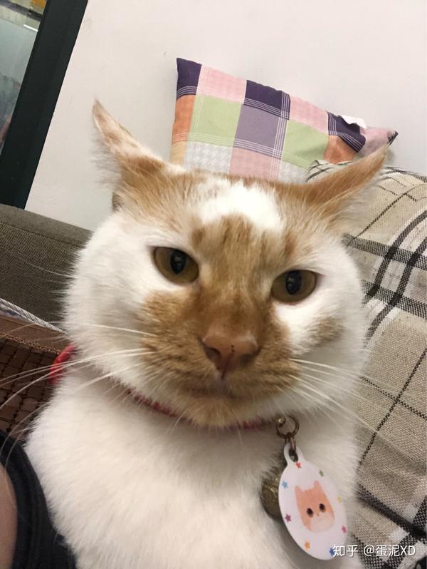 猫可以猥琐到什么程度?