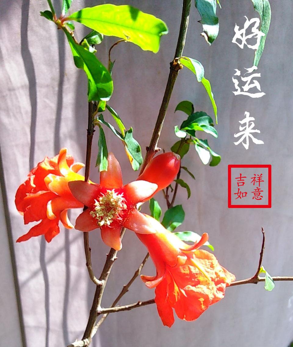 红花仙草,又名安石榴,海石榴,若榴,丹若,山力叶.