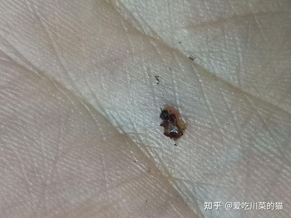 有谁知道这是什么虫子啊