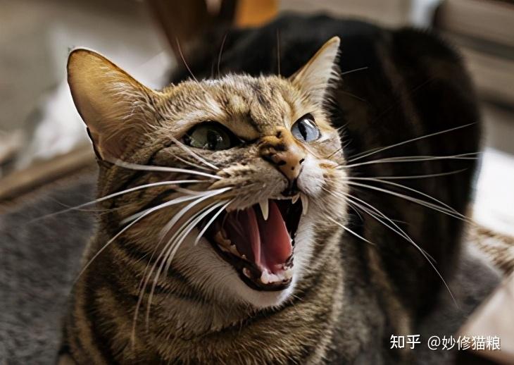 猫咪讨厌一个人有什么表现?这6个行为,藏也藏不住!