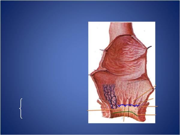 (五)肛管 (anal canal )
