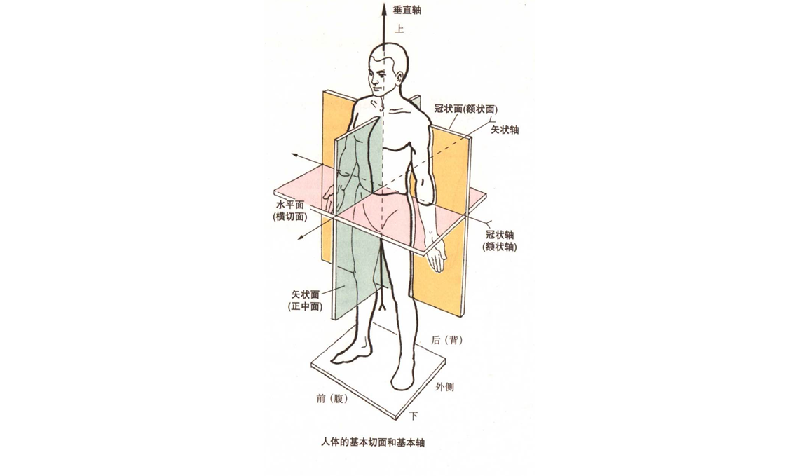 在解剖学里人体的三维方位分为冠状面,矢状面及水平面,每个方位的动作