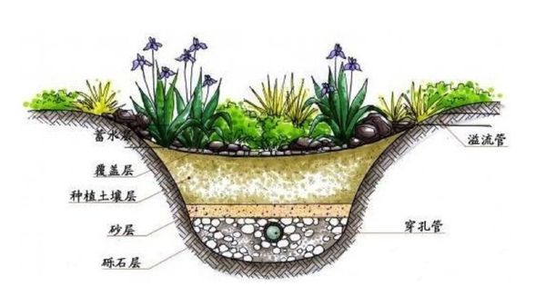 海绵城市下的雨水花园,既有颜值又有实力的绿地景观