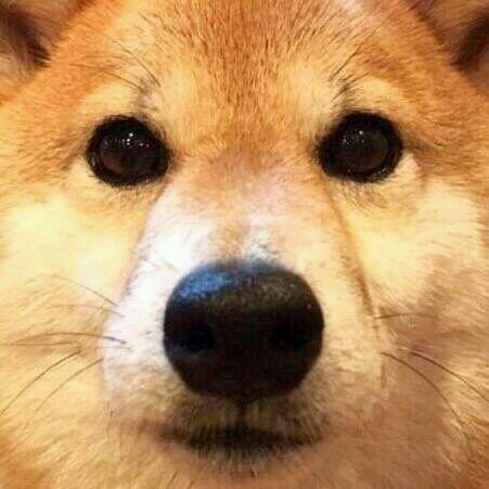 一只猫和一只狗的情侣头像?