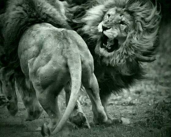 为何狮群中的狮王是公狮子?