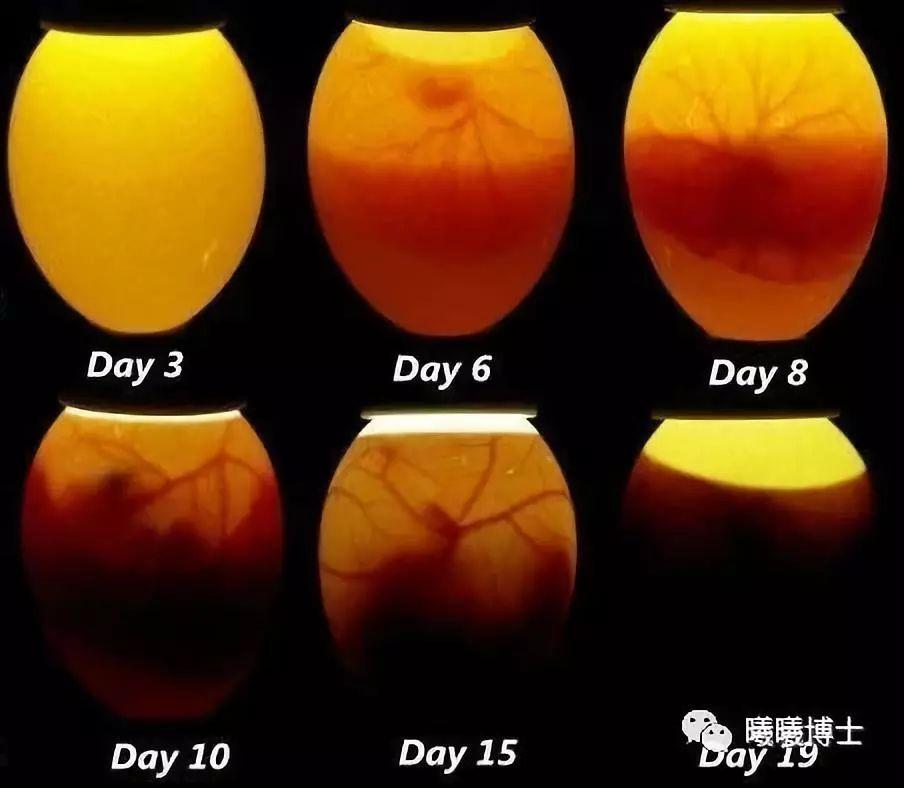 在暗室中,照蛋可以让我们很清楚地看到鸡蛋的胚胎发育 小鸭子的胚胎