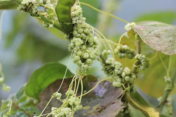 菟丝子的开花为何与众不同