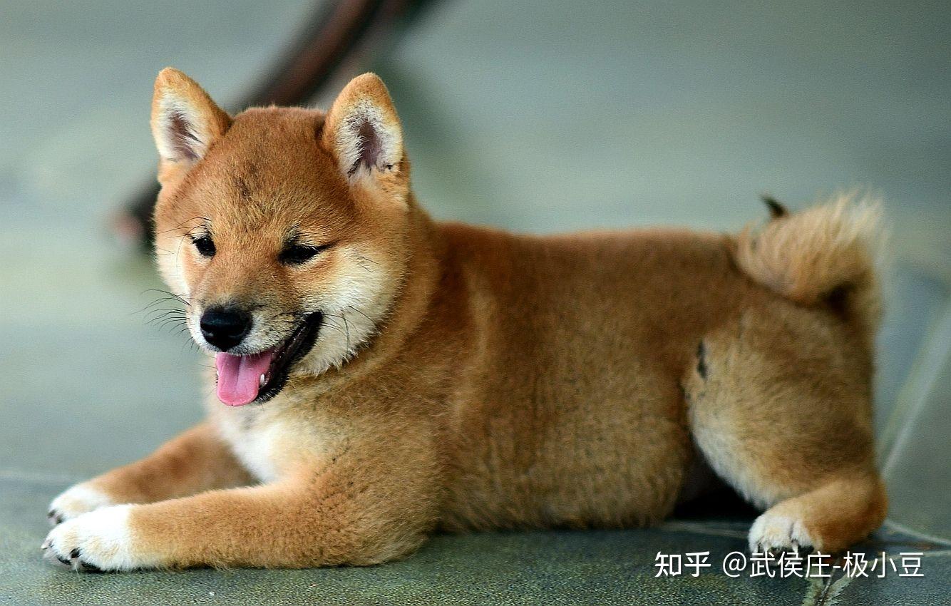 我家买的是柴犬土狗土猎犬还是串串