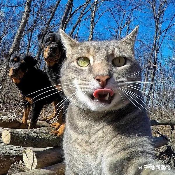 沉迷自拍的网红猫