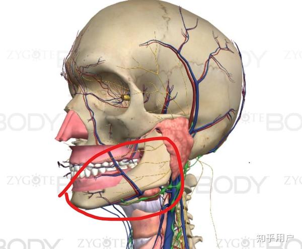 现实中的下颚在收到外力冲击时由于自身结构的不稳定会产生震荡,而