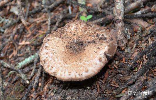 菇迹假根蘑菇