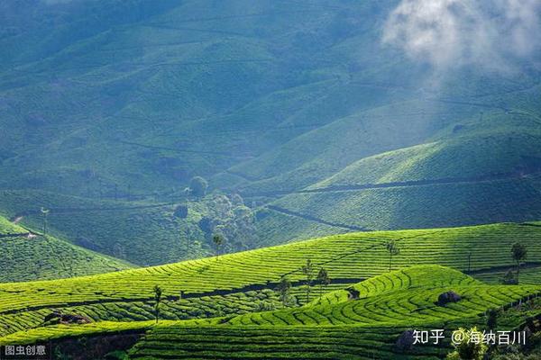 春季茶山好风光,春暖花开之季茶也来争春,茶园皓翰如人间仙境