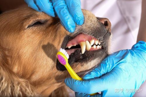 狗狗的牙结石怎么去除?有什么清理狗狗牙结石的方法?