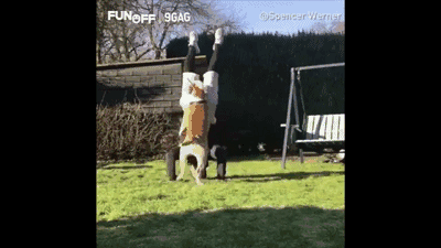 论一个汪星人的瑜伽修养(看完笑岔气!